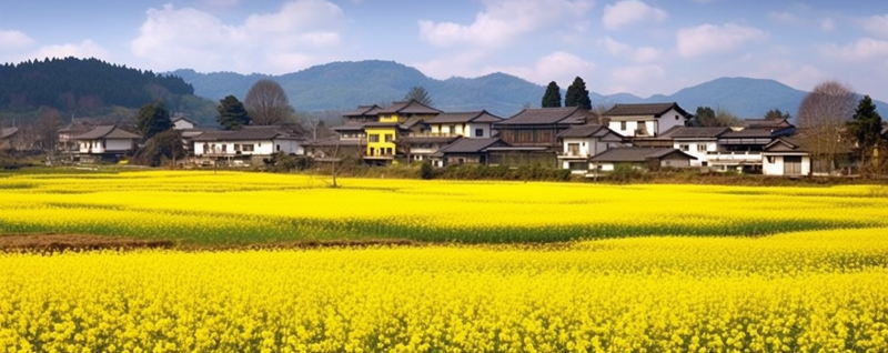 蓝天白云下田野里的油菜花自然风景背景,高清,摄影图,摄影图片,图片大全,摄影图免费下载